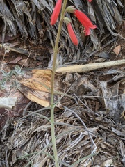 Penstemon lanceolatus