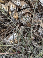 Penstemon lanceolatus