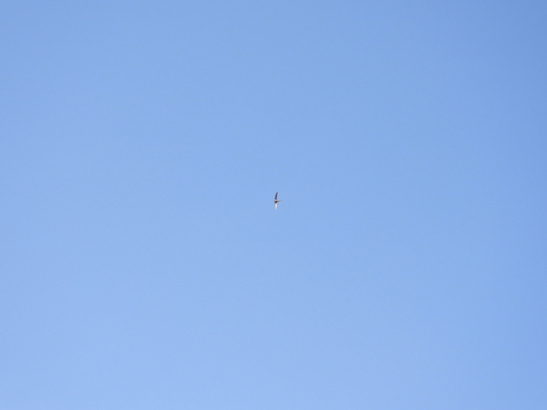 iNaturalist image
