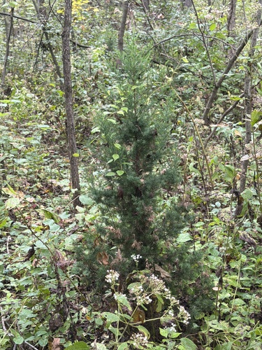 eastern redcedar