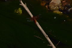 Libellula saturata