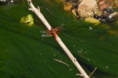 Libellula saturata