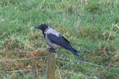 Hooded Crow