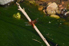 Libellula saturata