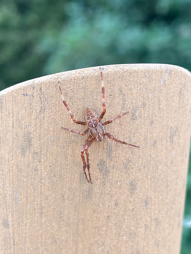 Cross Orbweaver