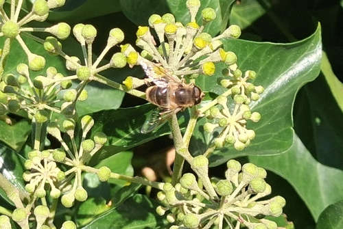 Common Drone Fly