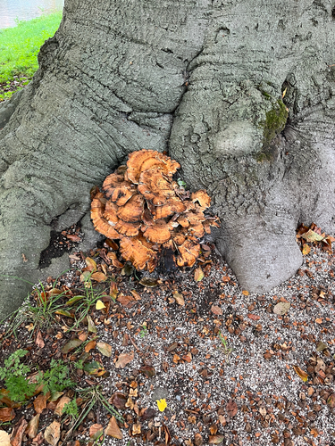 Giant Polypore