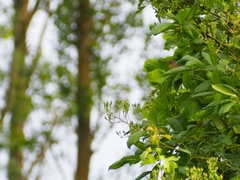 Phylloscopus collybita