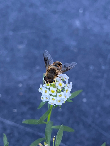 Common Drone Fly