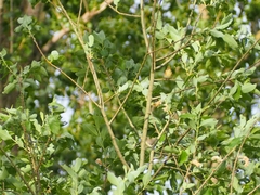 Phylloscopus collybita
