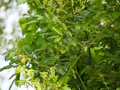 Phylloscopus collybita