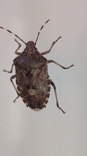 Mottled Stink Bug