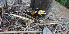 Salamandra corsica