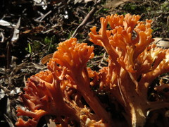 Ramaria anziana