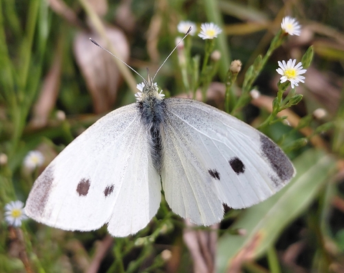 Small White
