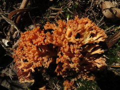Ramaria anziana