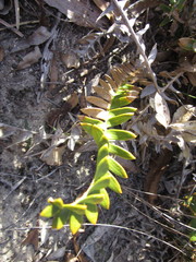 Banksia porrecta