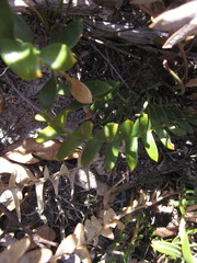 Banksia porrecta