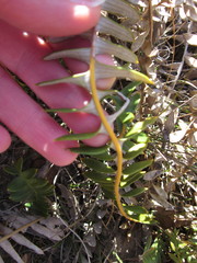 Banksia porrecta
