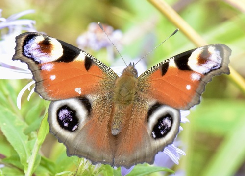 European Peacock Butterfly photo 3