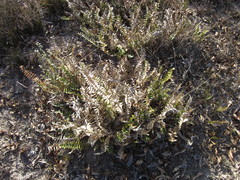 Banksia porrecta
