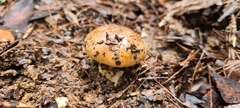 Amanita xanthocephala