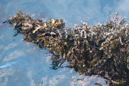 bladder wrack