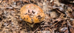 Amanita xanthocephala