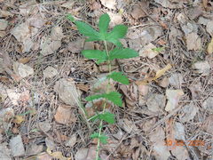 Filipendula stepposa