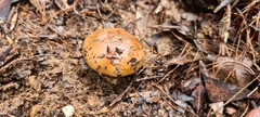 Amanita xanthocephala