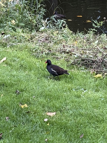 Eurasian Moorhen