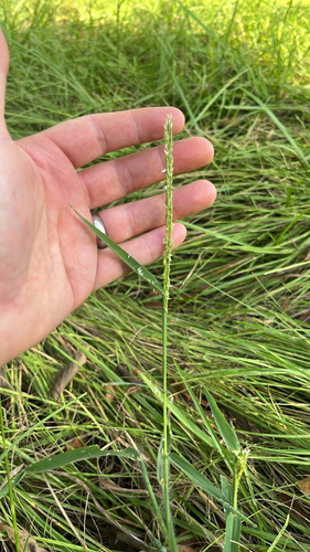 Panicum hemitomon observed 2026-10-02