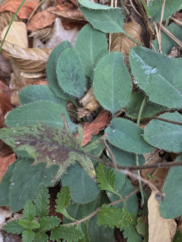 Hieracium glaucinum observed 2026-10-02