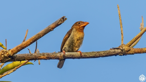 Caloramphus fuliginosus observed 2026-10-01