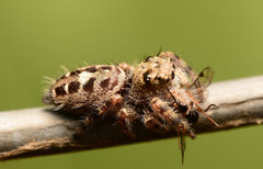 Phidippus putnami