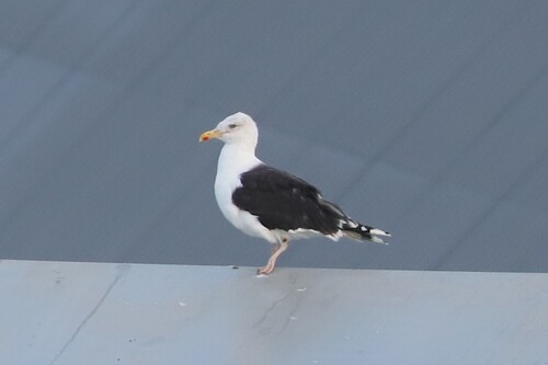 Great Black-backed Gull