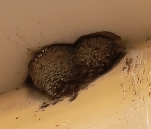 Western House Martin