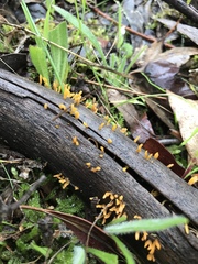 Calocera guepinioides