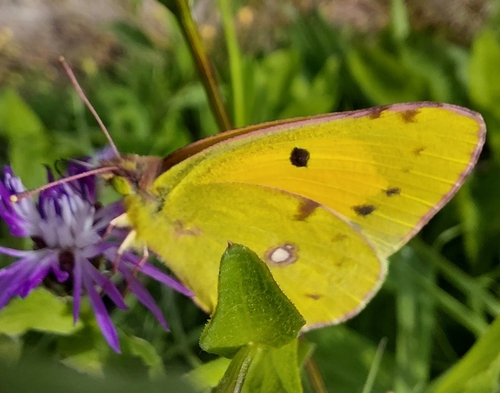 Clouded Yellow