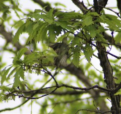 Vireo solitarius