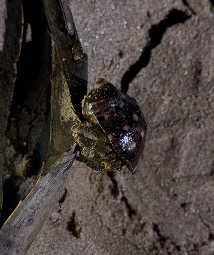 Tawny Hermit Crab