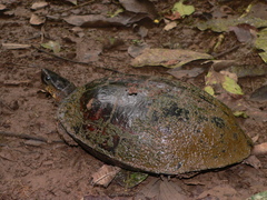 Rhinoclemmys funerea