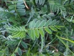Astragalus cicer