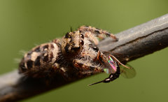 Phidippus putnami