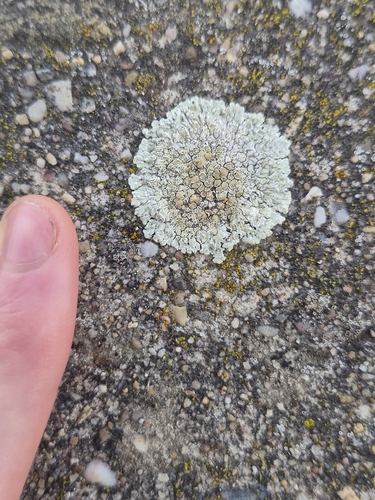 Stonewall Rim Lichen