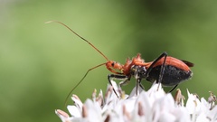 Gminatus wallengreni