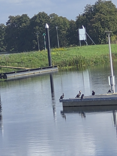 Great Cormorant