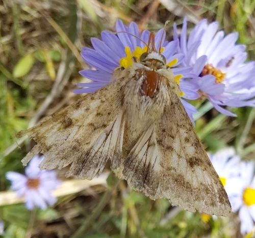 Cotton Bollworm Moth