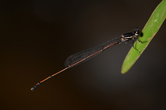 Prodasineura hyperythra