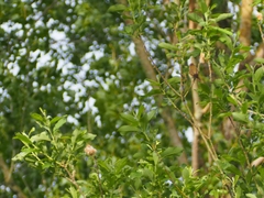 Phylloscopus collybita